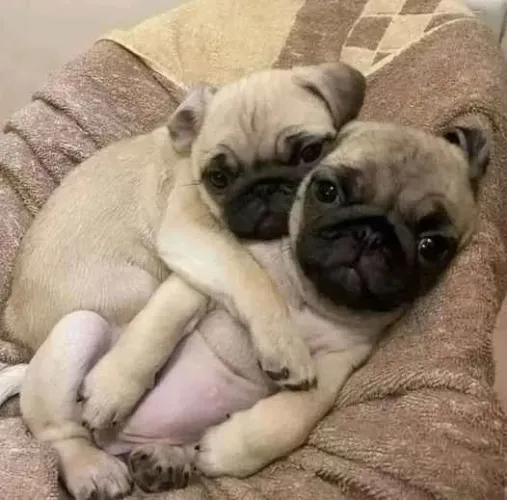 Filhote pug, A vida é melhor com um cachorro ao seu lado!