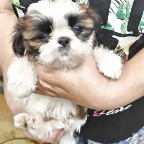 Filhotes de Shih Tzu/ Shitzu perfeitos para apartamento neném macho e fêmea com garantias