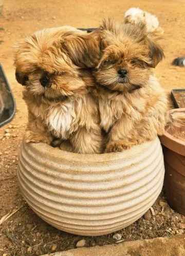 Filhotes de shihtzu macho