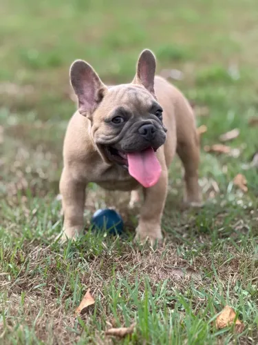 Buldogue francês micro exótico 