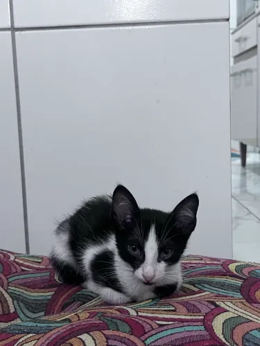 Filhote fêmea gato