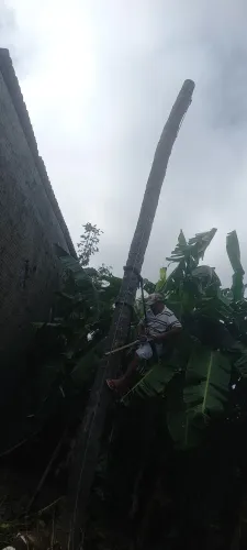 Limpeza de pé de coco e derrubada