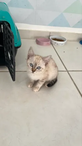 Gatinha filhote adoção