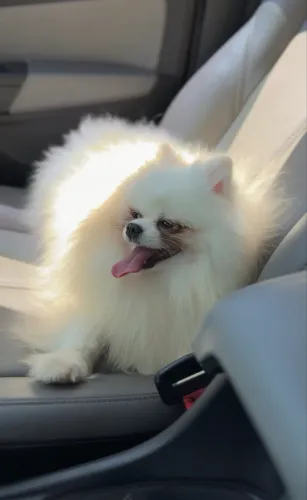 Spitz Alemão - Lulu da Pomerania 