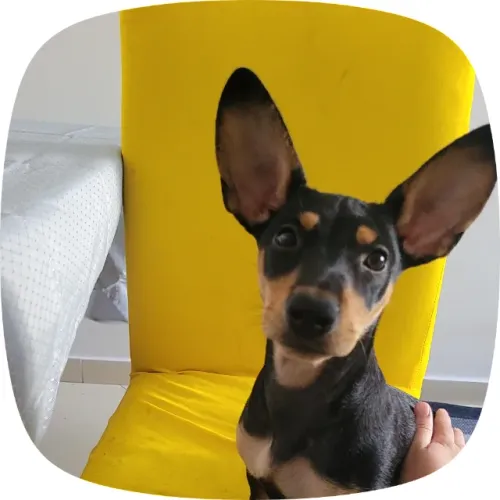 Cachorro Filhote - 5 Meses