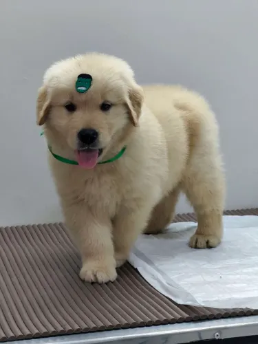 Golden Retriever
