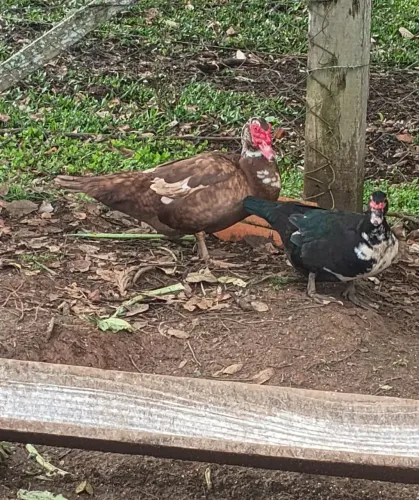 Pato