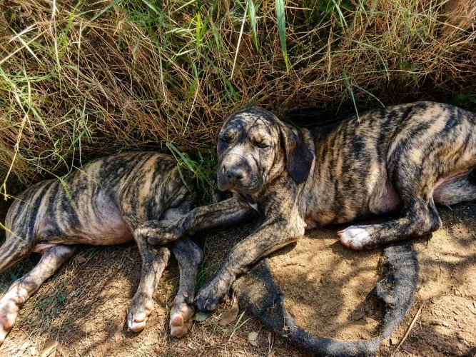 Fila brasileiro