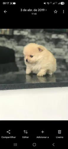 Lulu da Pomerania anao, 50 dias 
