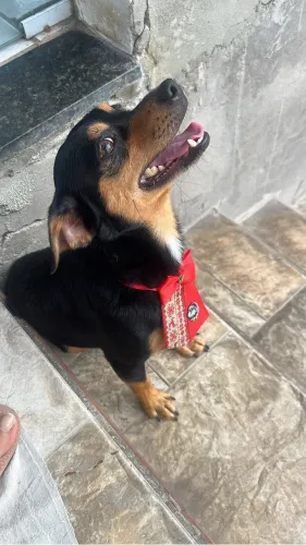 Cachorro filhote para doação 
