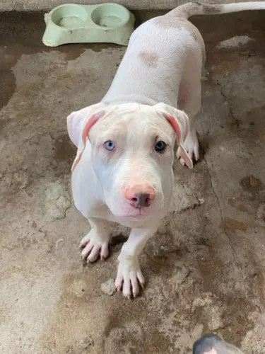 Pit monster merle