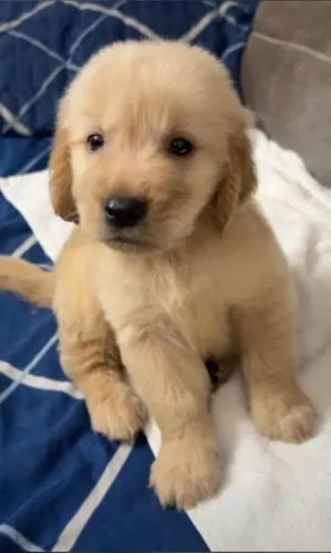 Golden Retriever Alegria garantida em forma de rabinho abanando