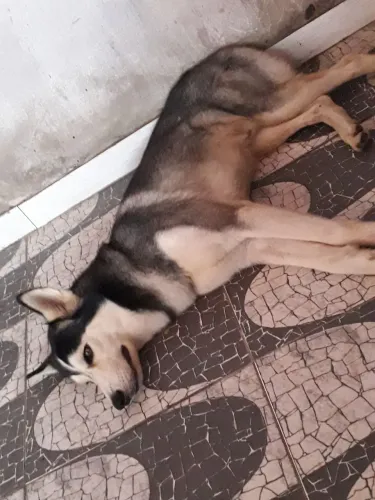 Husk Siberiano 