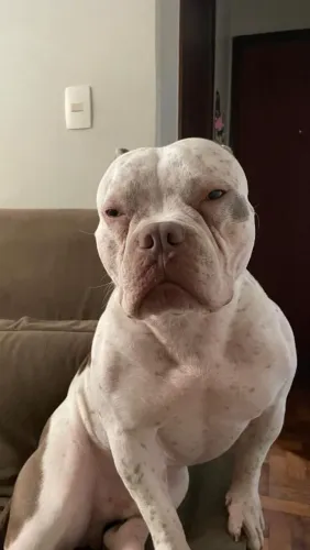 Procuro American Bully femea para cruzar