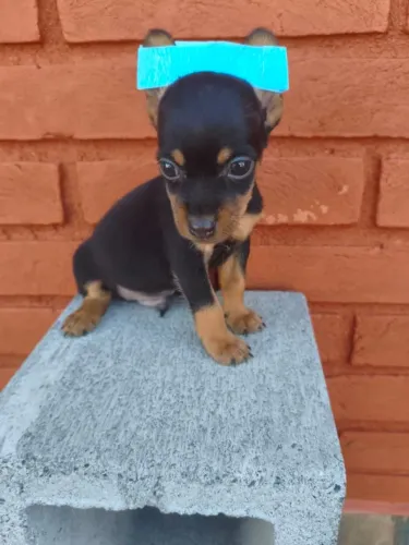 Lindinho Pinscher filhote pronto para Lar responsável