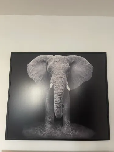Quadro Elefante