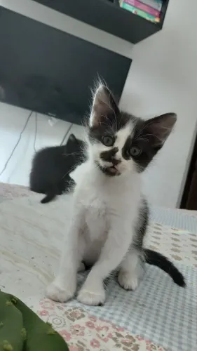 Gata fêmea frajola 