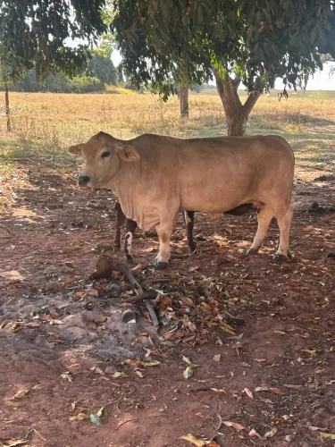 Vaca