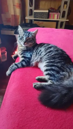 Adote linda gata pelúncia castradinha