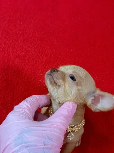 Chihuahua fêmea