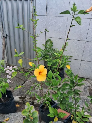 Jardim