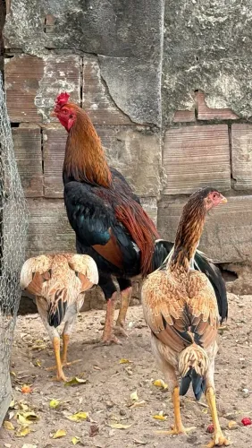 Galo e Frangas
