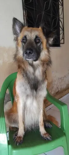 Estou doando esse filhote de Pastor-belga-malinois