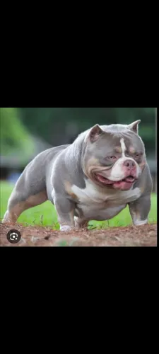 American Bully Nano ( EXOTIC BULLY )