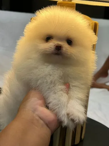 Spitz Alemão lindo demais