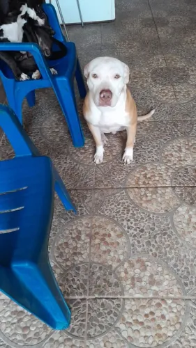 Doação responsável de Pitbull