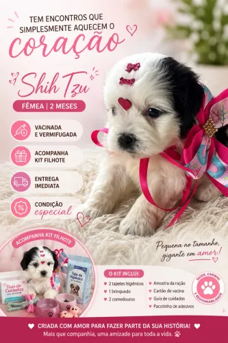 Shihtzu fêmea ENTREGA IMEDIATA 