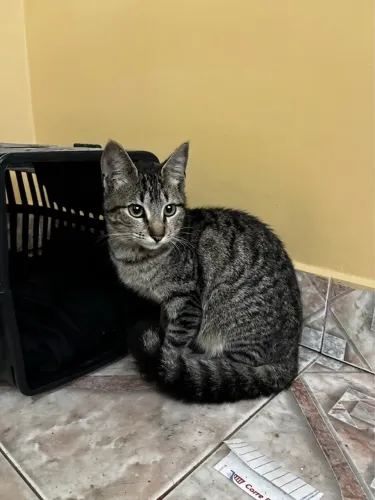 Gata femea 4 meses para adoção