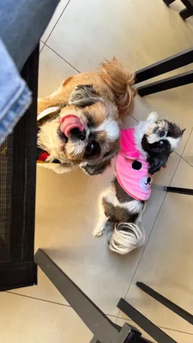 Doação de cachorrinhos