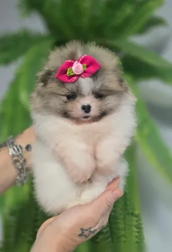Lindos filhotes Lulu Spitz alemão