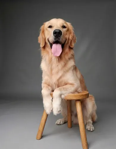 Cachorro Golden Retriever 