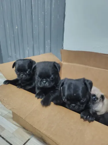 Pug puro a venda 