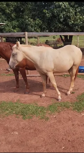 Cavalo