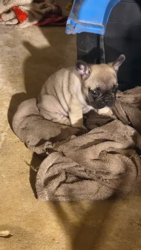 Fêmea de budog francês disponível 