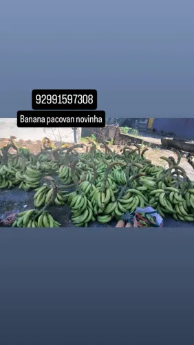 Banana pacovan