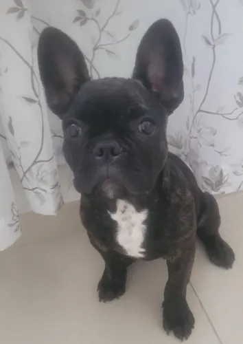 Buldogue francês