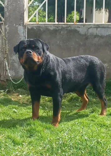 Rottweiler 2 anos para quem sabe o que é bom