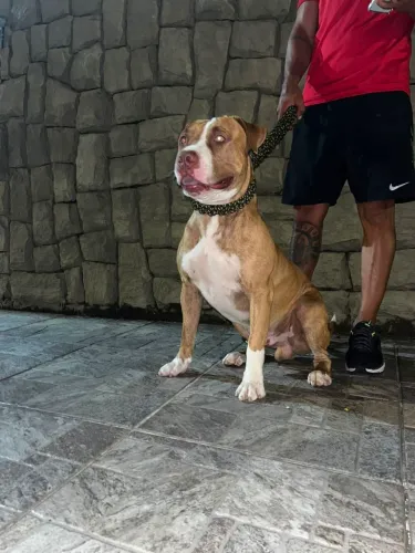 Pitt Bull Silver flaw 6 Macho 2 Fêmea