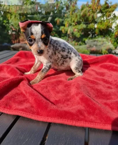 Delicada e Carinhosa Pinscher Fêmea