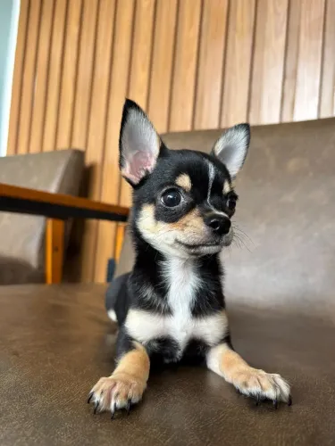 Chihuahua com pedigree