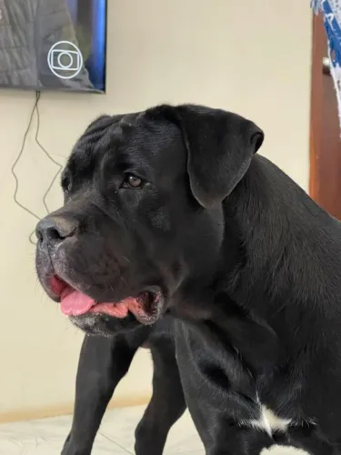 Cane CORSO
