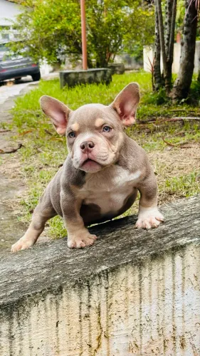 Filhotes de American Bully