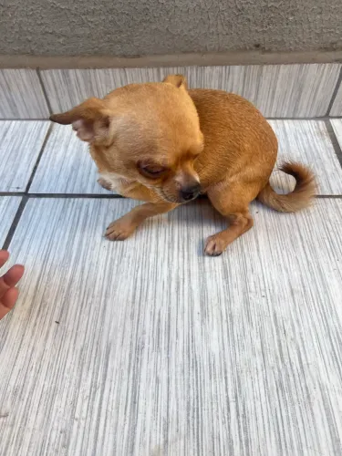 Chihuahua macho 