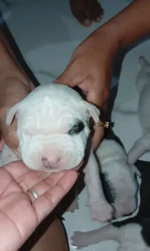 Filhotes De American Pit Bull Terrier