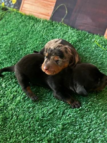 ? FILHOTES DACHSHUND ARLEQUIM ? RESERVAS ABERTAS! ?