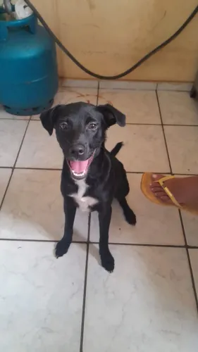 Filhote fêmea para doação 